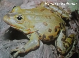 Rana esculenta